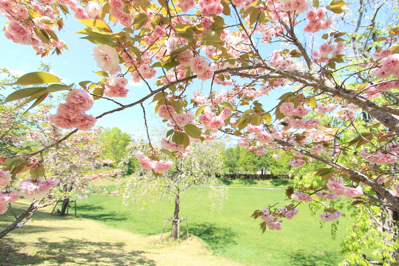 芝生広場